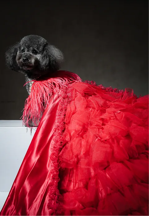 dog preview