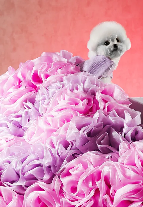 dog preview