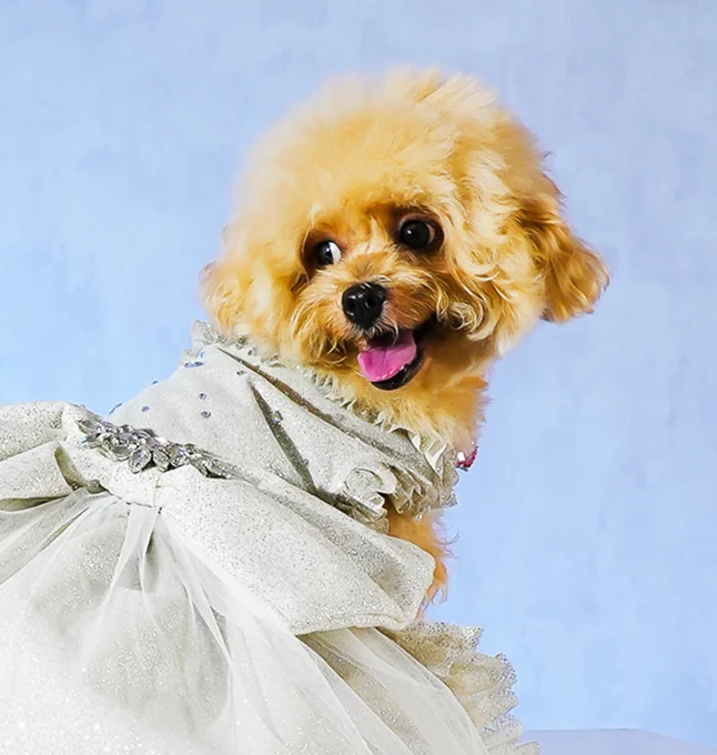 poodle in dress