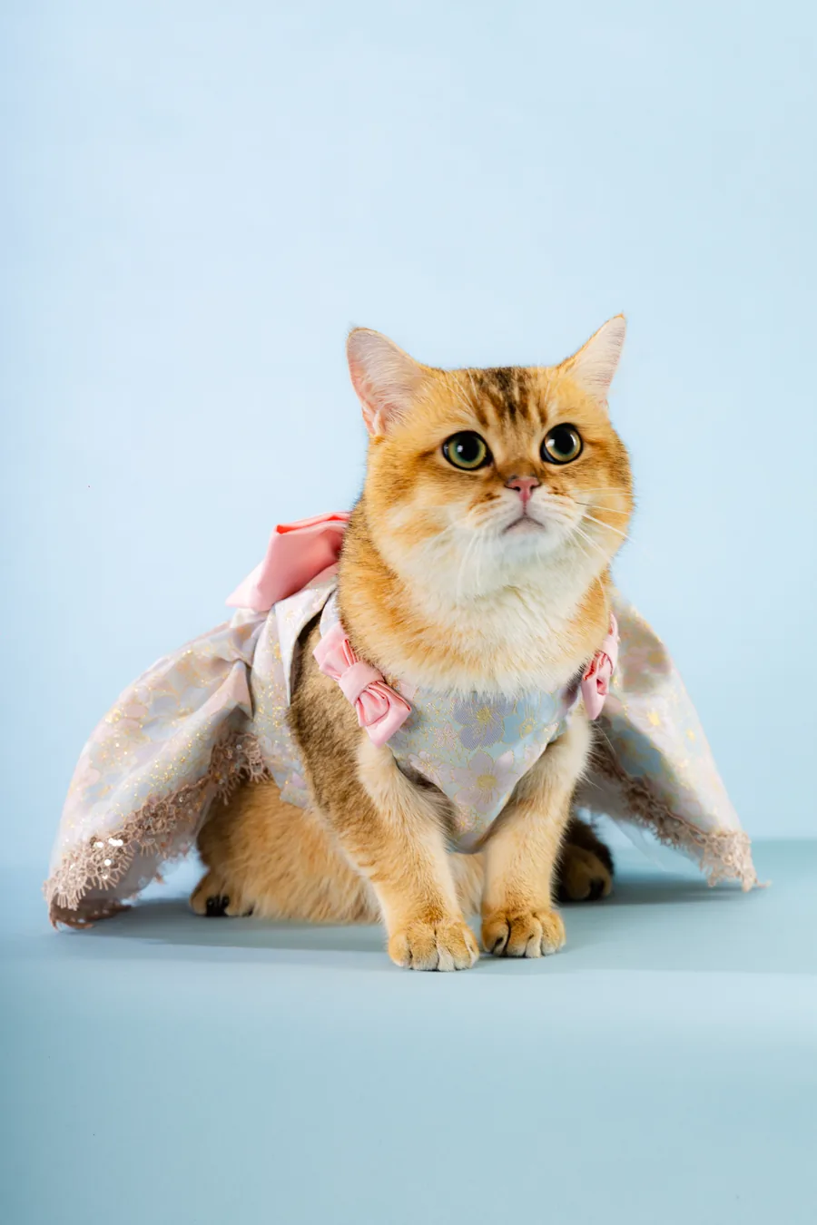 cat in floral outfit