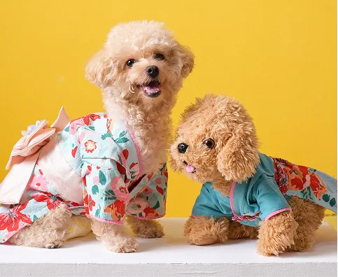 two poodles in kimono